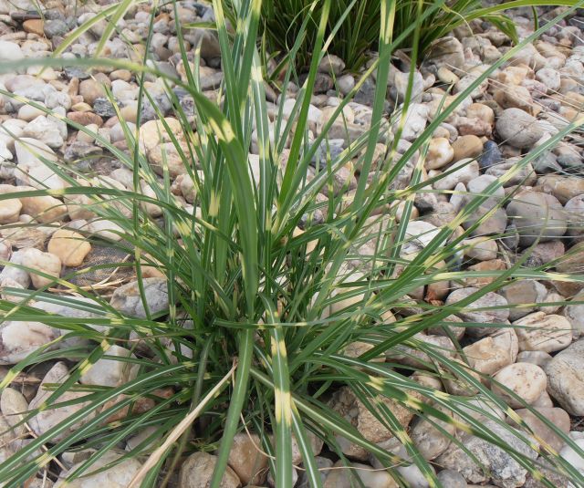 OZDOBNICE - Miscanthus sinensis ´Little Zebra´
