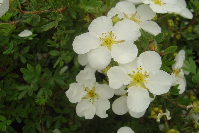 MOCHNA KŘOVITÁ BÍLÁ - Potentilla fruticosa ´Abbotswood´