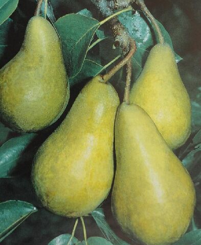 Boscova lahvica  ČK